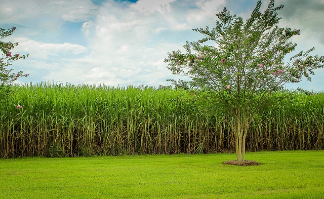 Sugarcane fields in India