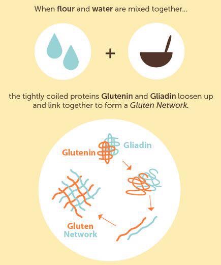 Glutenin and Gliadin forming an elastic structure when water is added.
