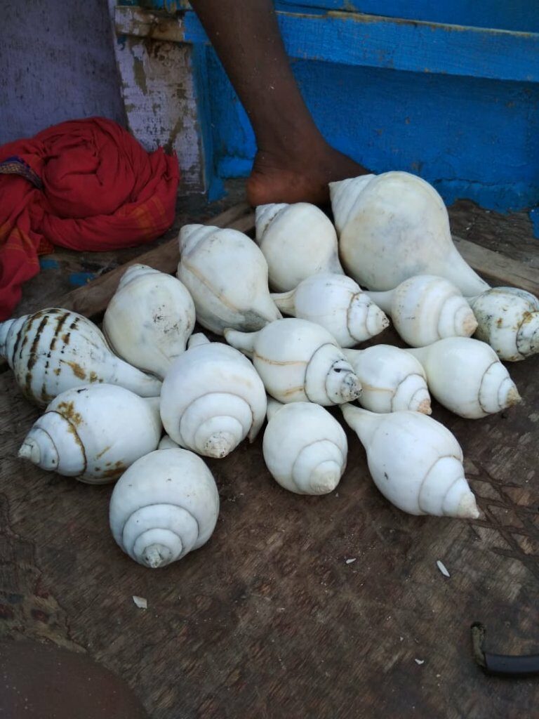Thoothukudi chank shells.